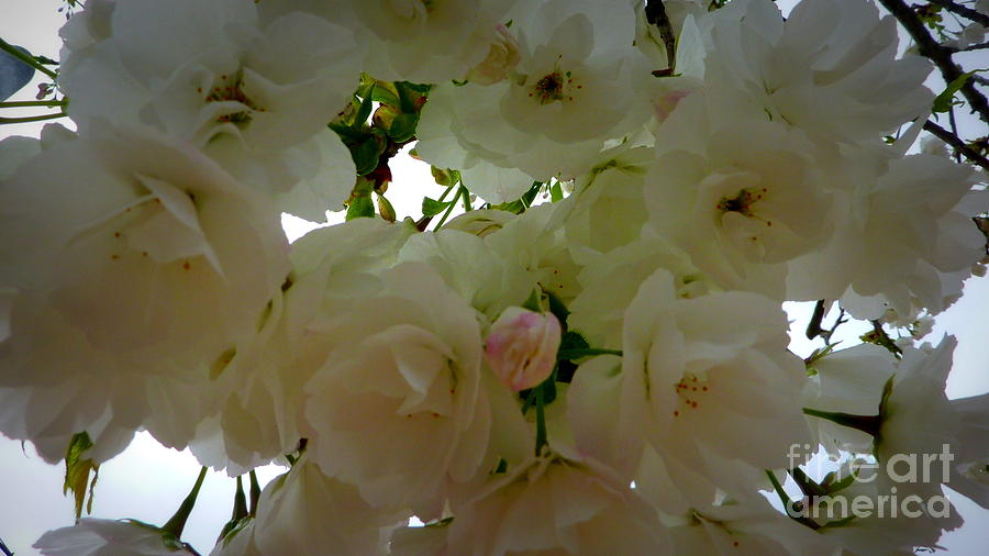 Spring Blossoms Photograph by Susan Garren