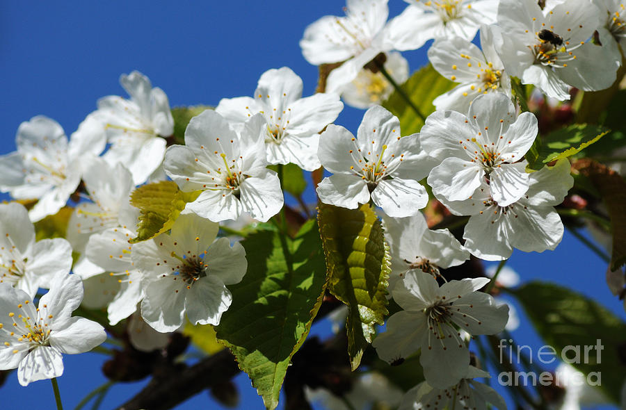 Spring Blossoms Photograph by Vivian Christopher
