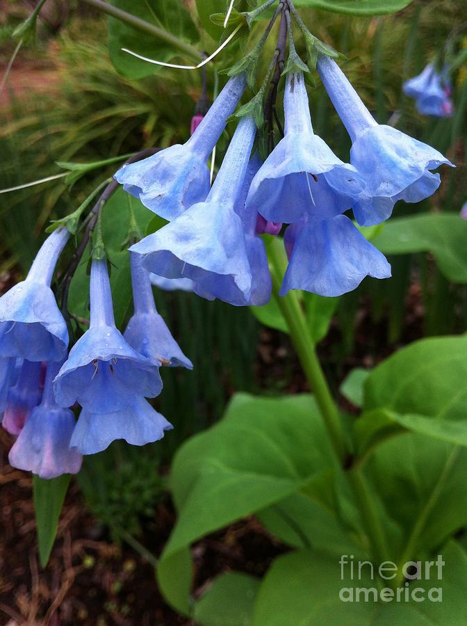 Spring Blue Bells Photograph by Nona Kumah