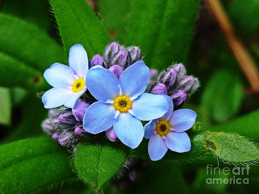 Spring Blue Flowers Photograph by Amalia Suruceanu