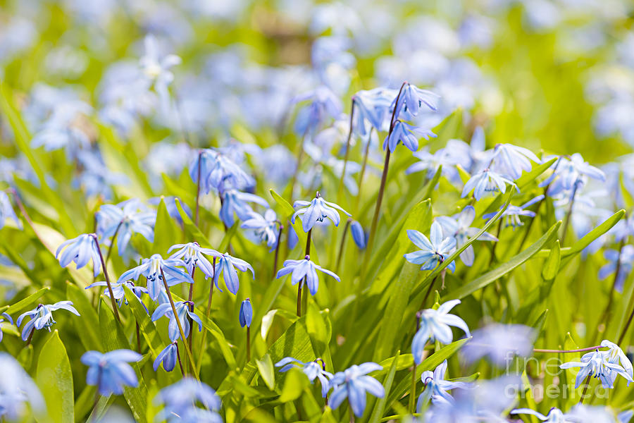 Spring blue flowers 5 Photograph by Elena Elisseeva
