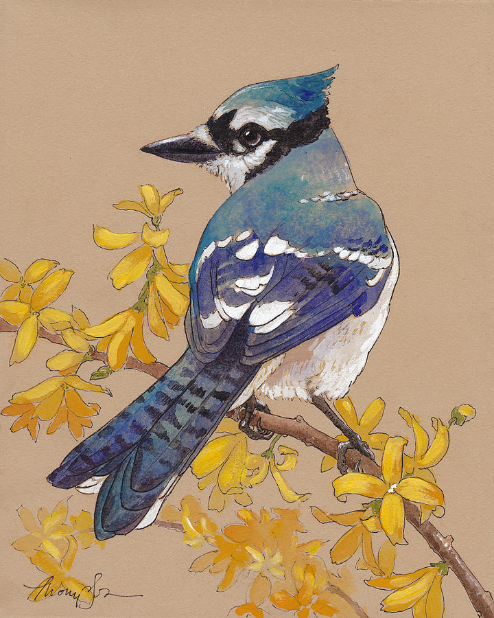 Blue Jay Painting - Spring Blue Jay by Tracie Thompson