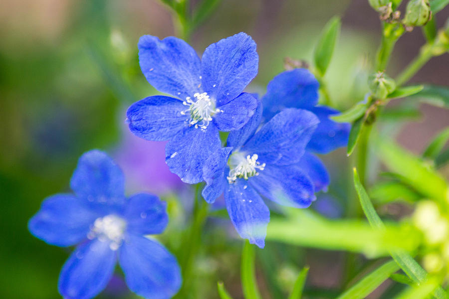 Spring Blue Photograph by Shannon Harrington