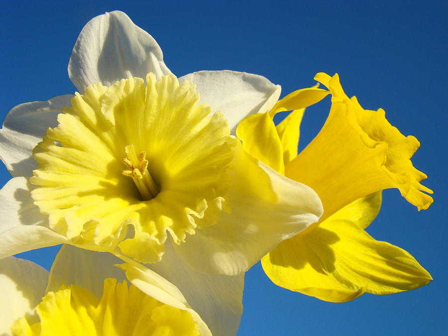 Spring Blue Sky Art Prints Daffodil Flowers Photograph