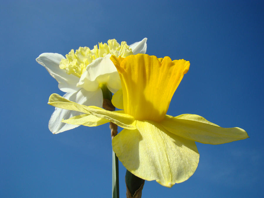 Spring Blue Sky Yellow Daffodil Flowers art prints Photograph by Patti Baslee