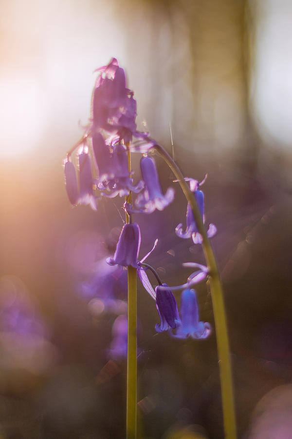 Flower Photograph - Spring Bluebell by Ian Hufton
