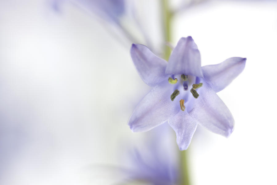 Flower Photograph - Spring Bluebells by Carol Leigh