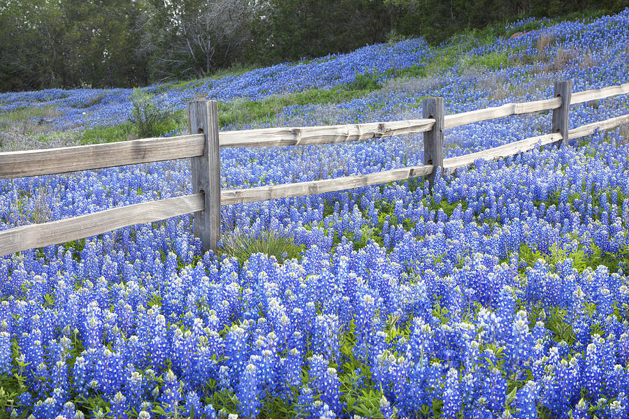 Texas Wildflowers Photograph - Spring Bluebonnets in the Hill Country by Rob Greebon