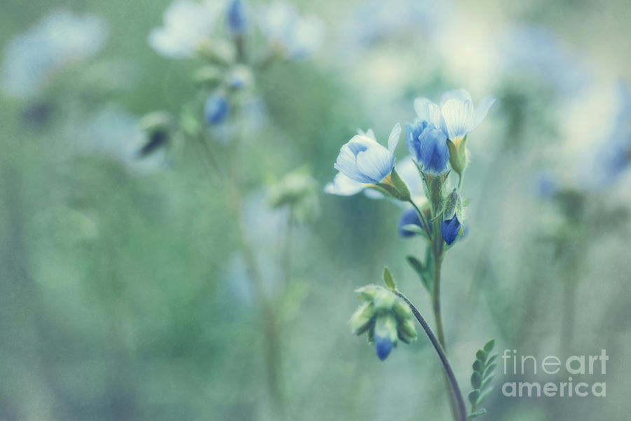 Flower Photograph - Spring Blues by Priska Wettstein
