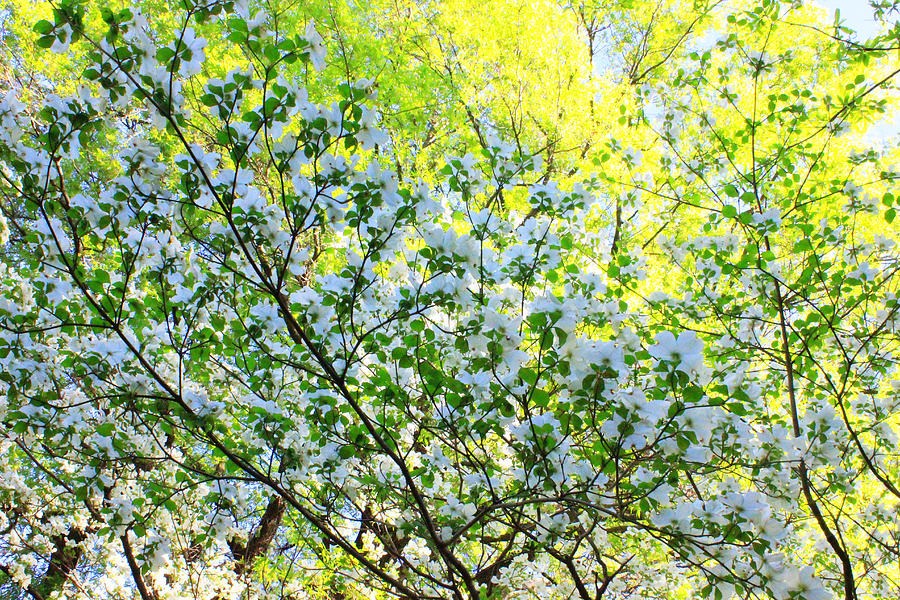 Spring Boom Photograph by Iryna Goodall