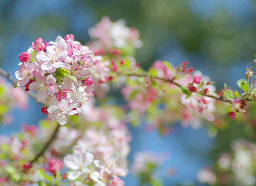 Spring Bouquet 2 Photograph by Fraida Gutovich