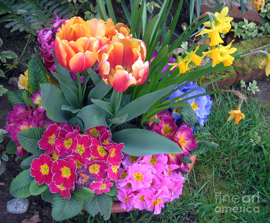 Spring Photograph - Spring Bouquet with primrose and tulips and narcissus by Ellen Miffitt