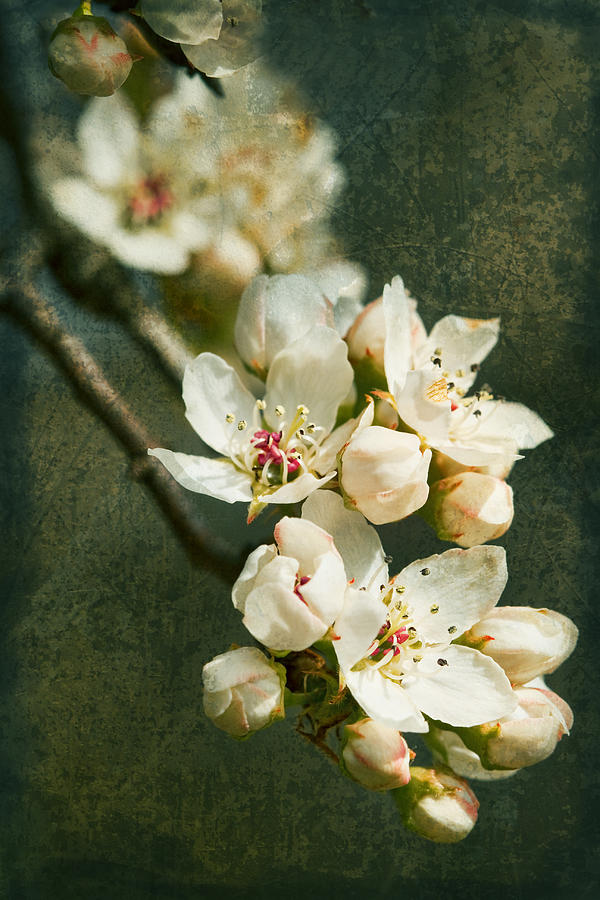 Spring Bradford Pear Blossoms with Textures Photograph by Kathy Clark