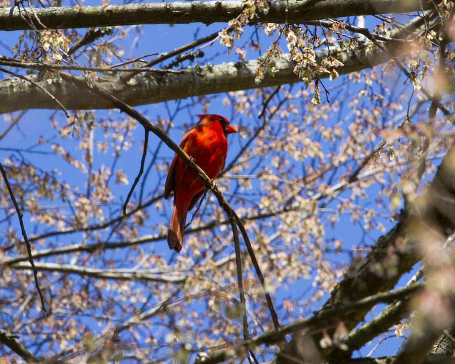 Cardinal Photograph - Spring Break by Barry Jones