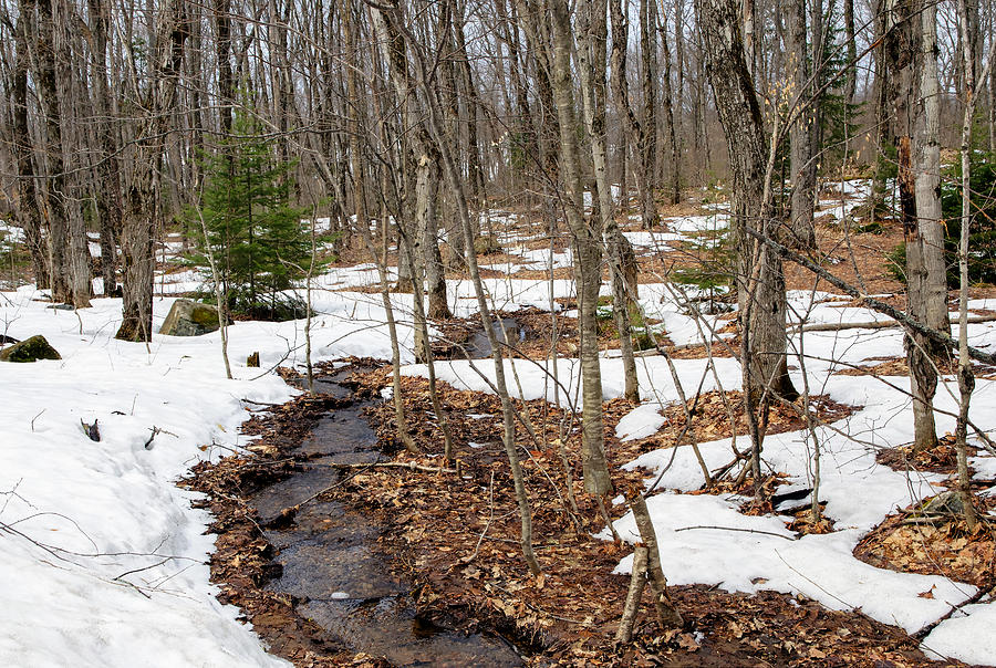 Spring Brook Photograph by Keith Armstrong