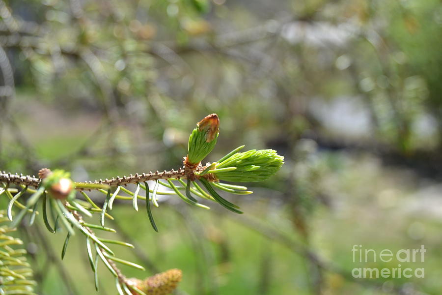 Nature Digital Art - spring Bud by Andrew Hagerty