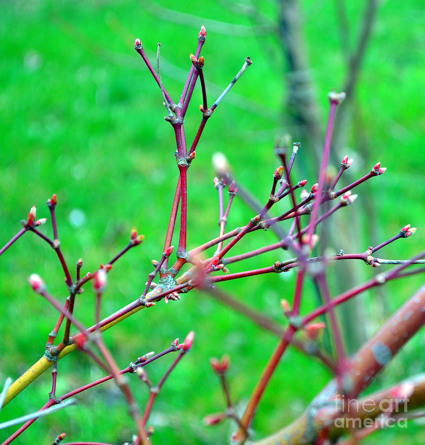 Garden Photograph - Spring Buds by Alys Caviness-Gober