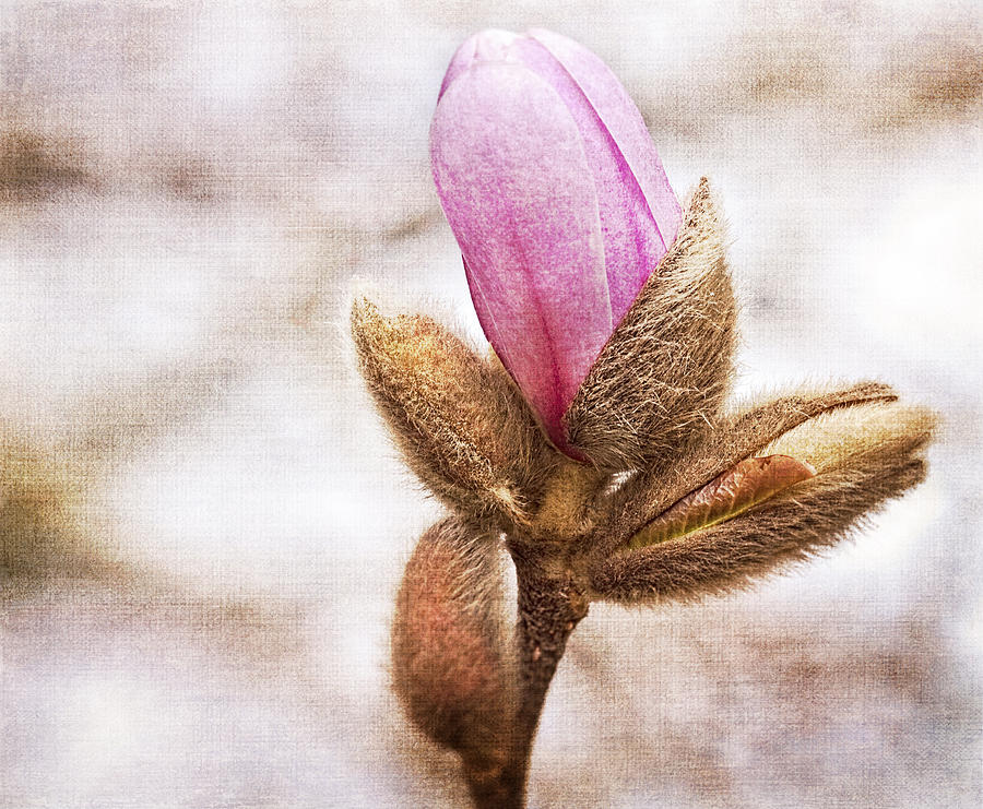 Spring Buds Photograph by Cathy Kovarik