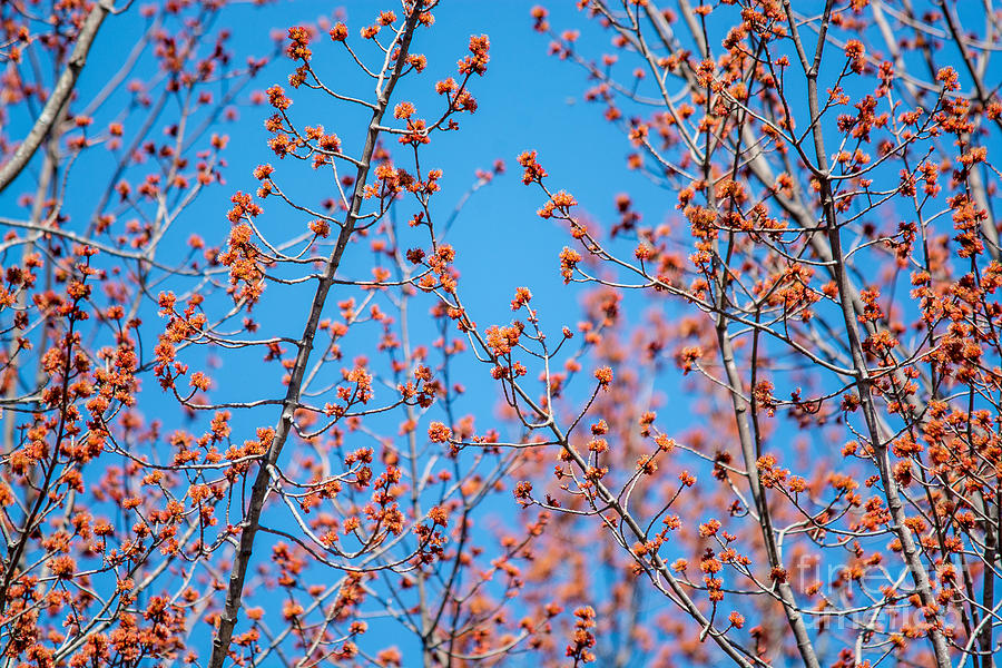 Spring Buds Photograph by Cheryl Baxter