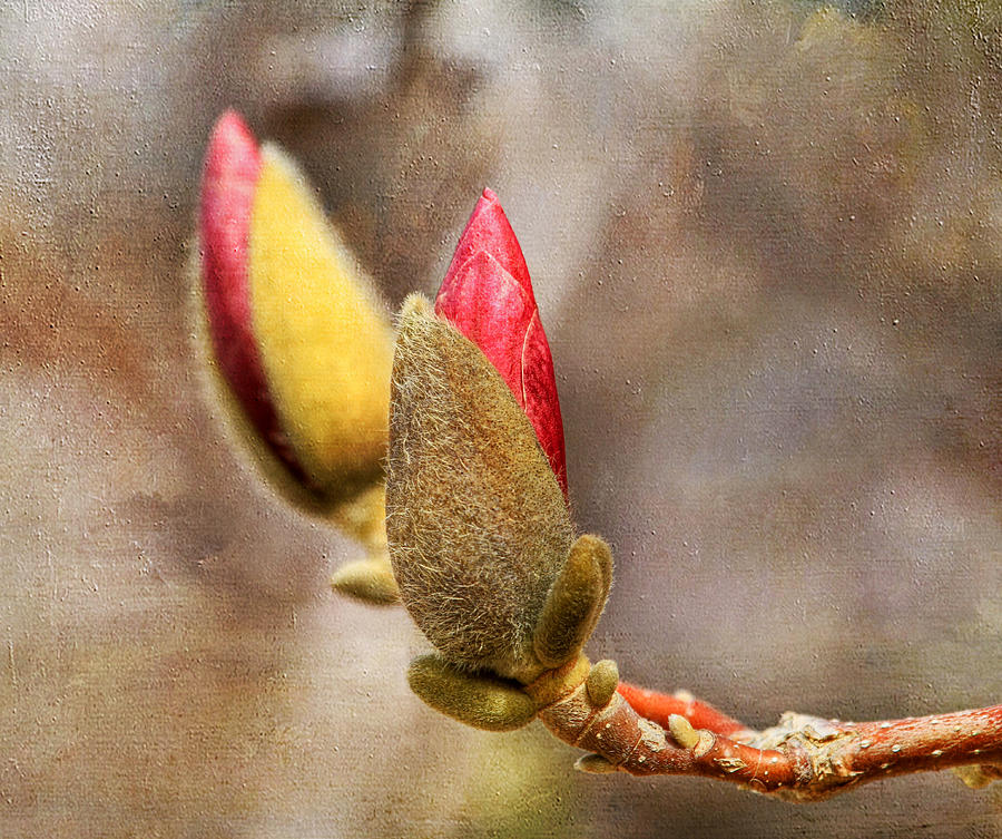 Spring Buds Photograph by Donna Kennedy