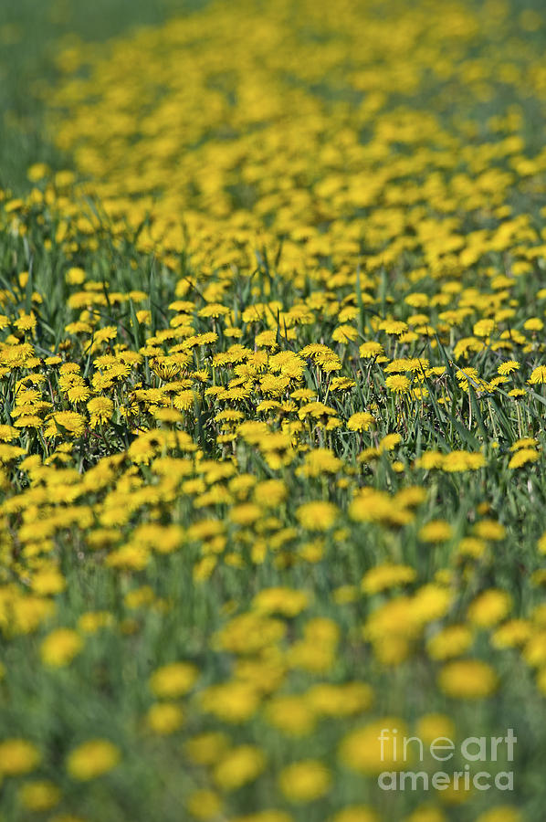 Spring Burst... Photograph by Nina Stavlund