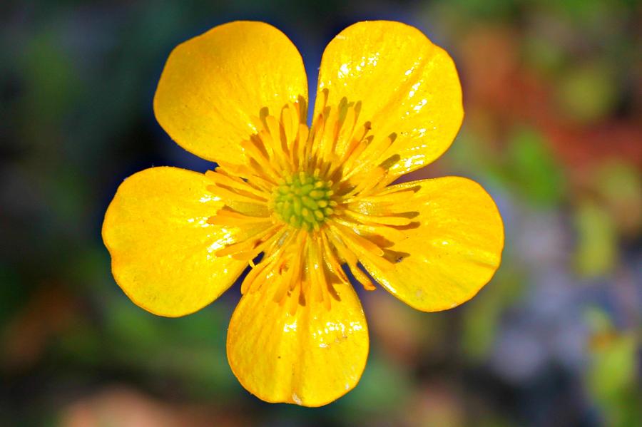 Buttercup Photograph - Spring Buttercup by Candice Trimble Buttercup Photograph - Spring Buttercup by Candice Trimble