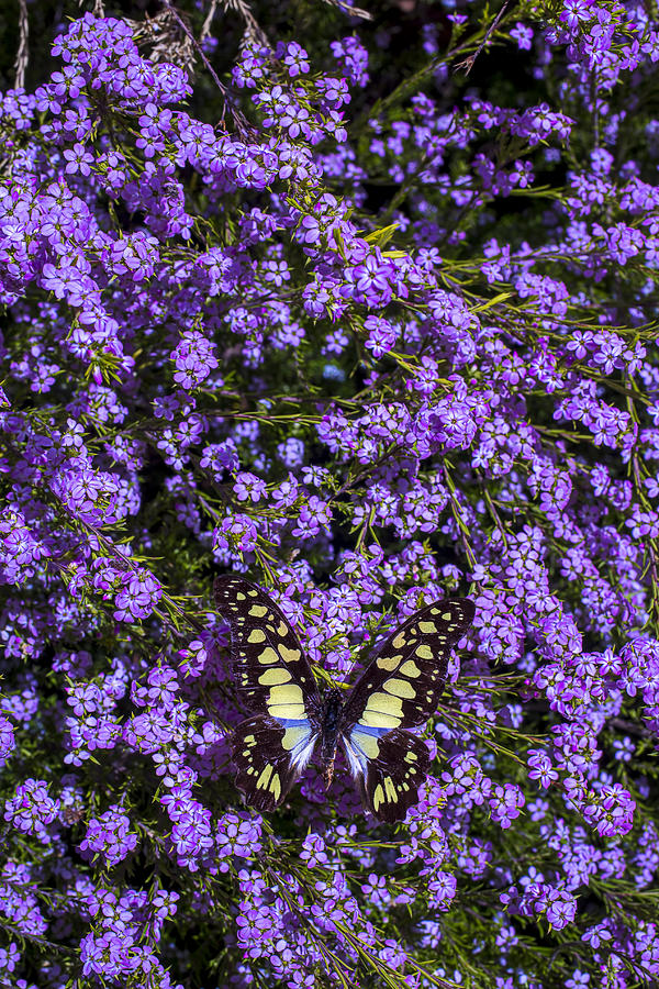 Butterfly Photograph - Spring Butterfly by Garry Gay