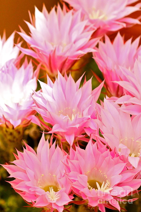 Flower Photograph - Spring Cactus by Michael Cinnamond