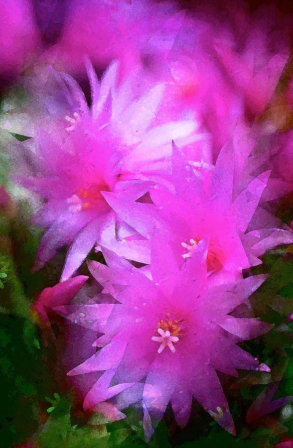 Spring Cactus Photograph by Pamela Cooper