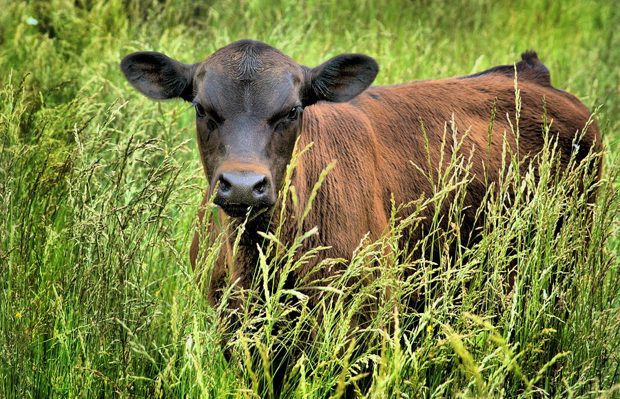 Spring Calf in Grassy Pasture Photograph by Virginia Folkman