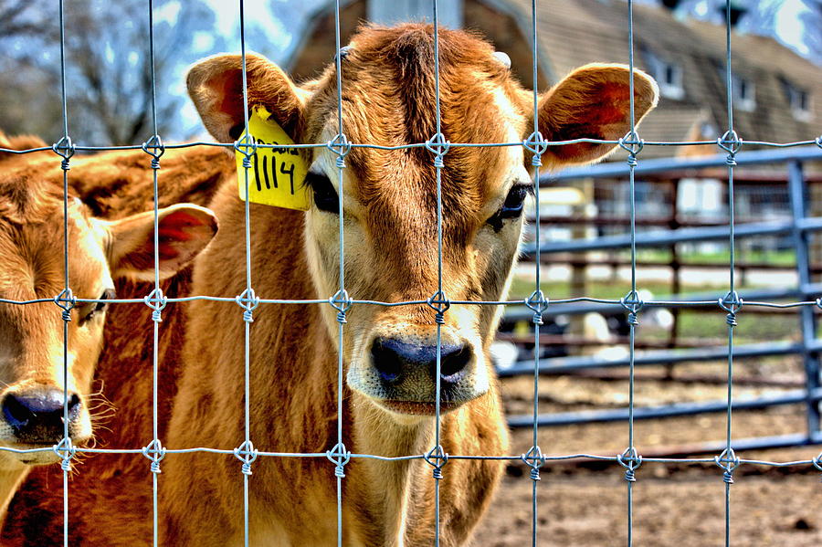 Spring Calves On the Farm Photograph by Virginia Folkman