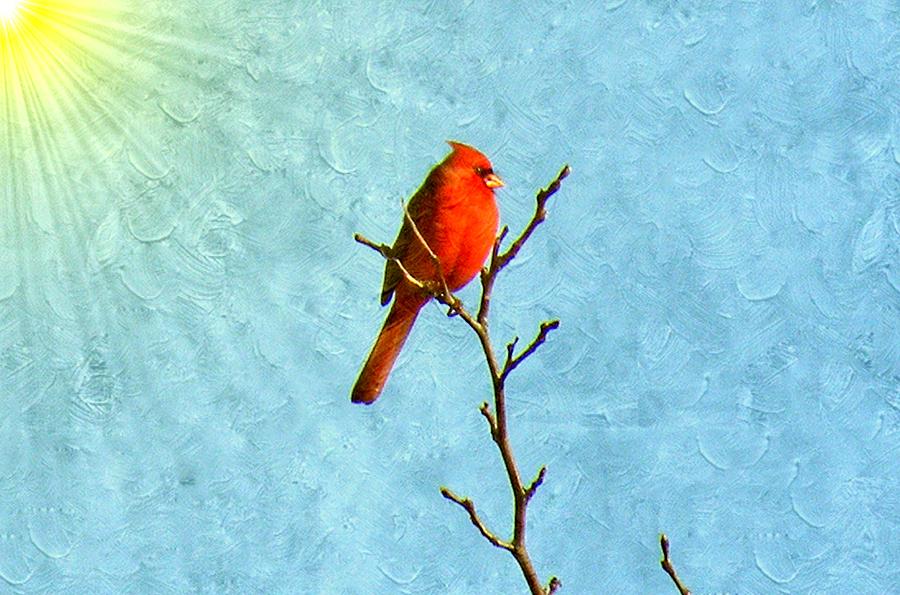 Spring Cardinal in Sunshine Photograph by Annie Adkins
