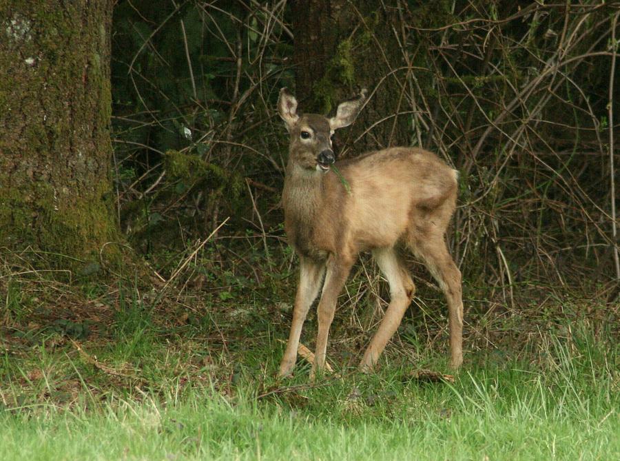 Spring Deer Photograph - Spring Changes by Teresa A Lang