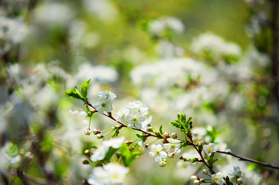 Spring Cherry Bloossom Photograph by Jenny Rainbow - Fine Art America