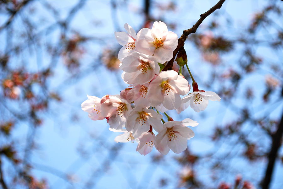 Spring Cherry Blossoms In Seoul Korea Photograph by Matt Kelley