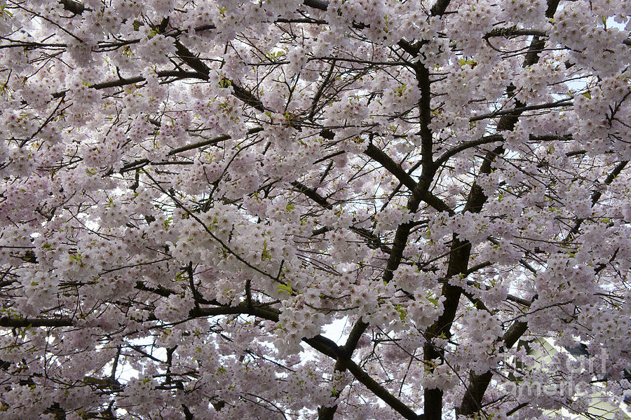 Spring Cherry Blossoms Photograph by John  Mitchell