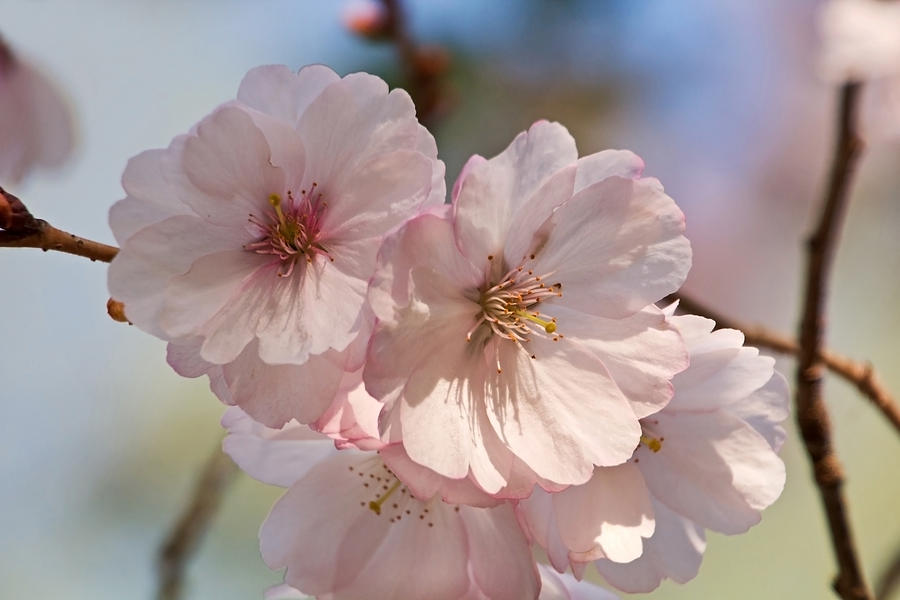 Spring Cherry Blossoms Photograph by Theo OConnor