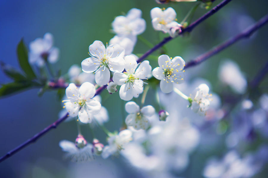 Spring Photograph - Spring Cherry Tree Branch by Jenny Rainbow