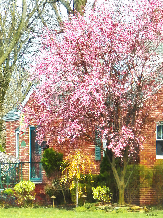 Spring Photograph - Spring - Cherry Tree by Brick House by Susan Savad