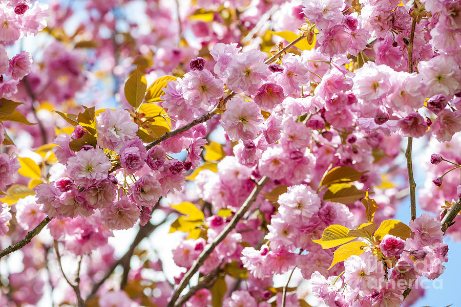 Spring cherry tree  Photograph by Elena Elisseeva