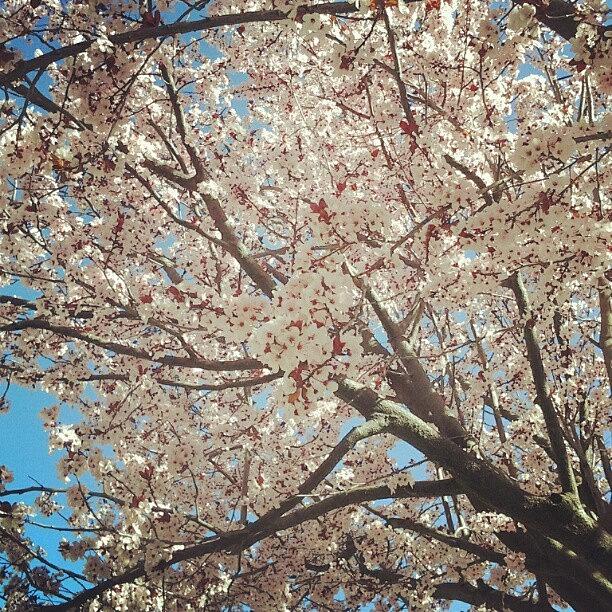 Spring Photograph - #spring #cherryblossom by Tommy Gunn