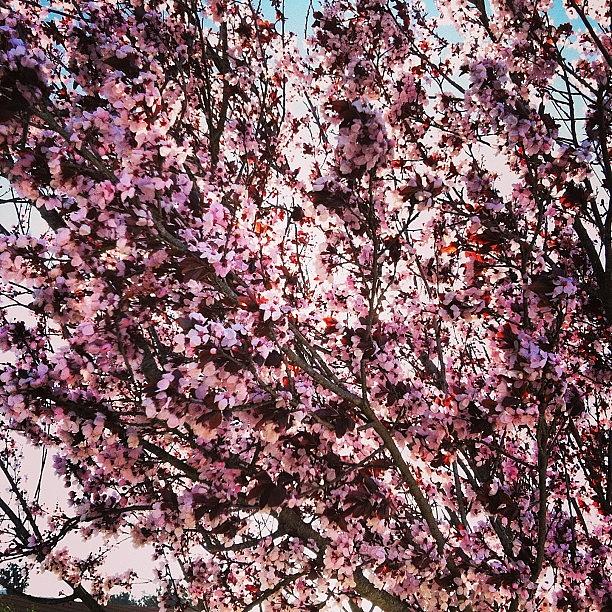 Nature Photograph - #spring #cherryblossoms #trees #nature by Brandon Carroll