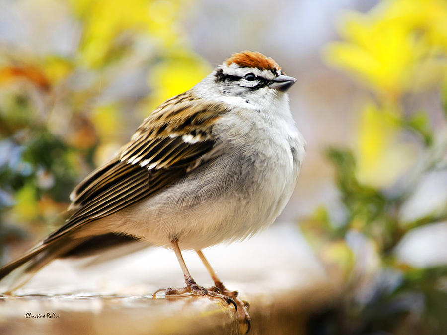 Spring Photograph - Spring Chipping Sparrow by Christina Rollo