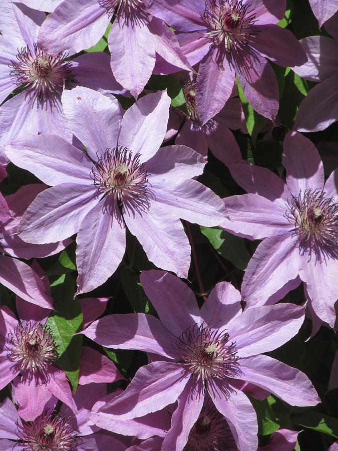 Spring Clematis Photograph by Alfred Ng