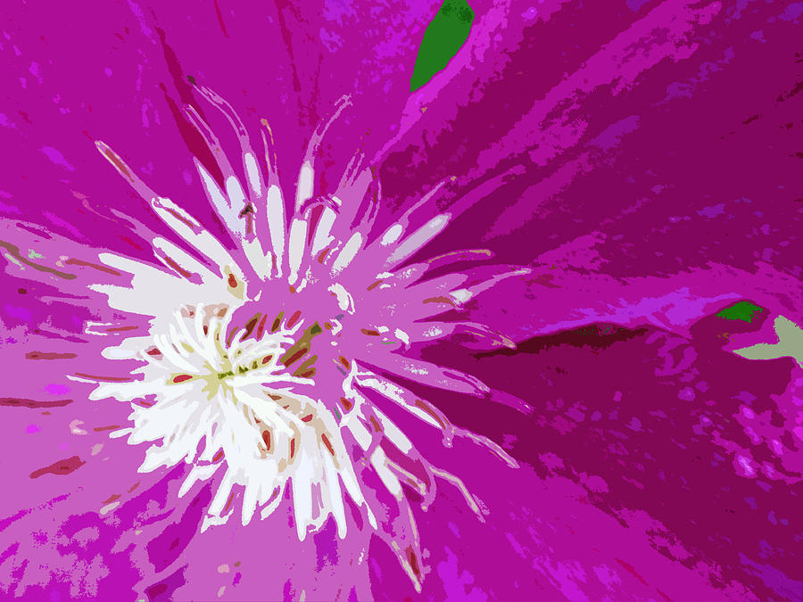 Spring Clematis Digital Art by Lynellen Nielsen