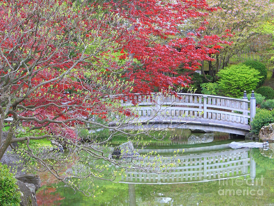 Spring Color over Japanese Garden Bridge Photograph by Carol Groenen