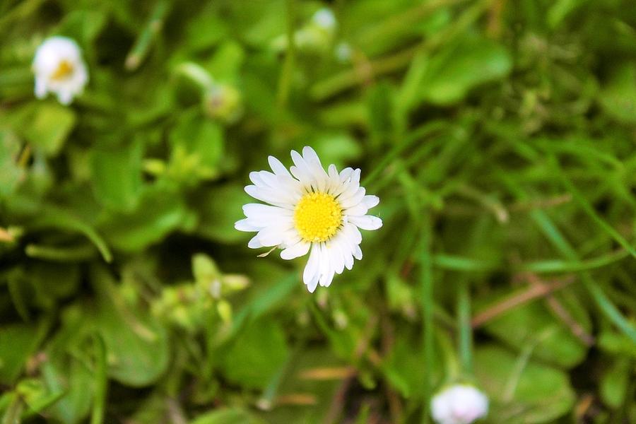 Spring color Photograph by Philip Shubets | Fine Art America