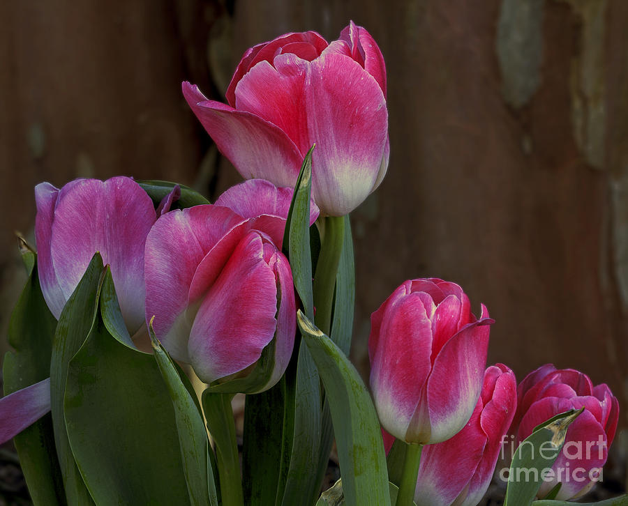 Spring Color Photograph by Robert Pilkington