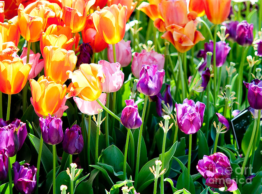 Spring Color Photograph by Shijun Munns