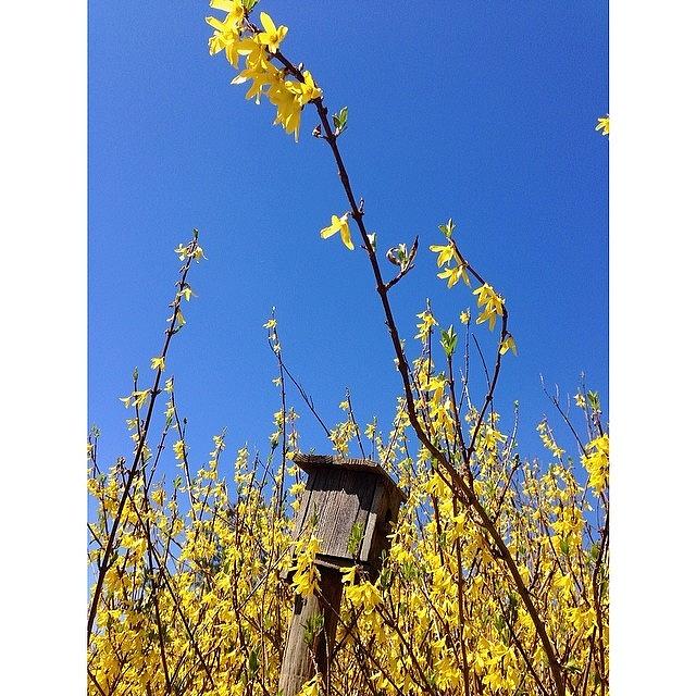 Spring Colors 💙💛 #squaready Photograph by Kristin Coleman